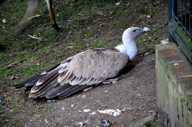 min 2013 07 06 beauval 086